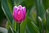 Backlit Purple Tulip_25199